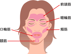 表情筋の種類と位置の図