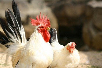 健全な鶏がおいしい卵を産む